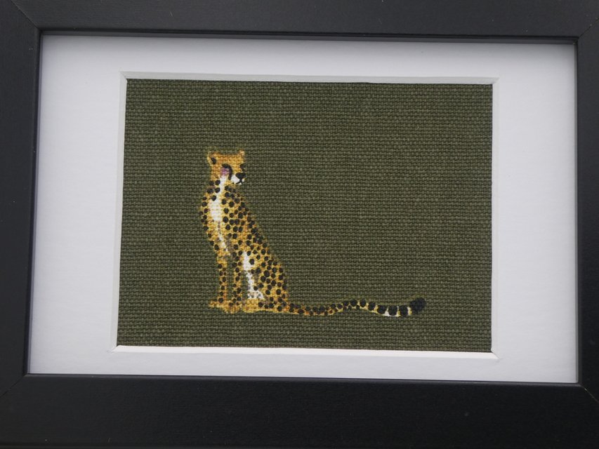 cheetah